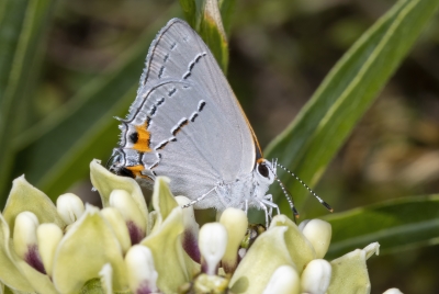 Grey Hairstreak 2023